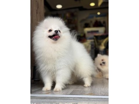 Ayı surat teacup pomeranian yavrularımız