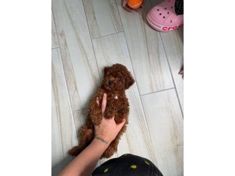 Sağlık ve ırk garantili red brown poodle