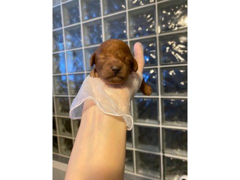 Red brown toy poodle bebekler