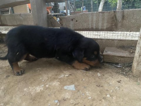 Son dişi yavru rottweiler