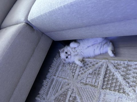 British longhair 3.5 aylık erkek
