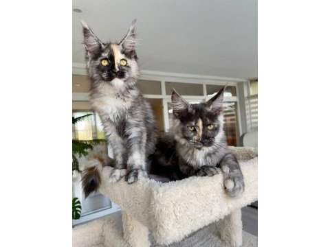 Show class mainecoon yavruları (faturalı) 