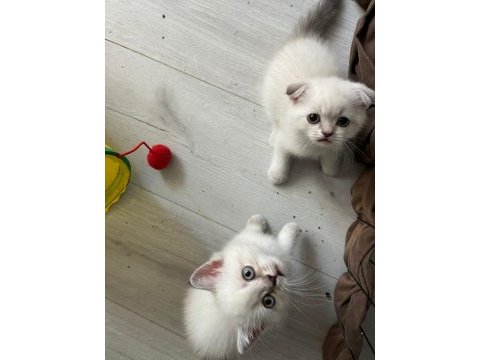2 aylık kedilerimiz