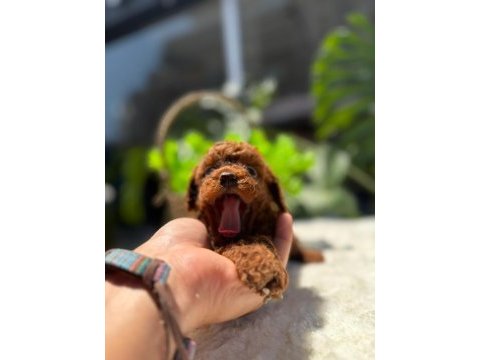 Littlepawstan en özel renk ve boyut toy poodle bebekler