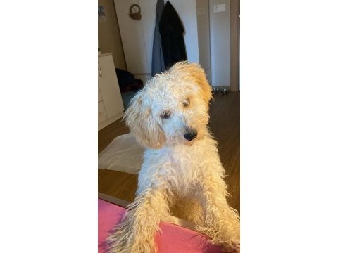 Toy poodle 6 aylık bütün aşıları yapılmış durumda