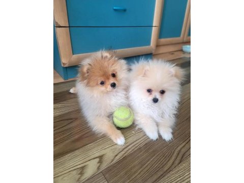 Pomeranian boo 6 aylık