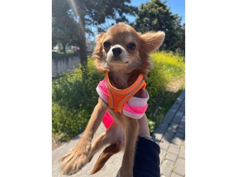 Chihuahua dişi yavru
