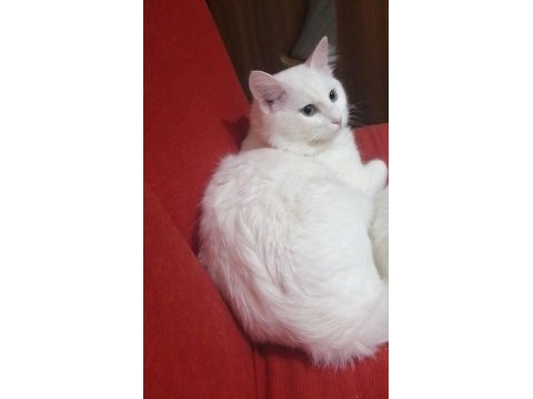 1 yaşında kısır ankara kedisi erkek