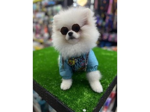4 aylık orijinal teddy bear pomeranian boo