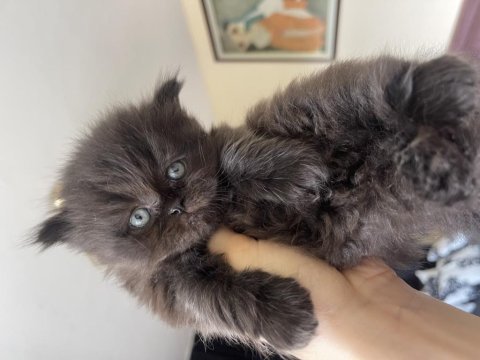 Safkan british longhair yavrularım