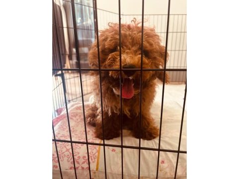 Balbadem poodle izmir