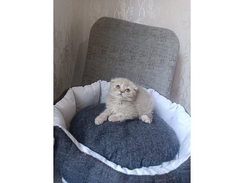 Kar beyaz ve lilac scottish fold yavrular