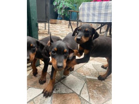 Dobermanlar