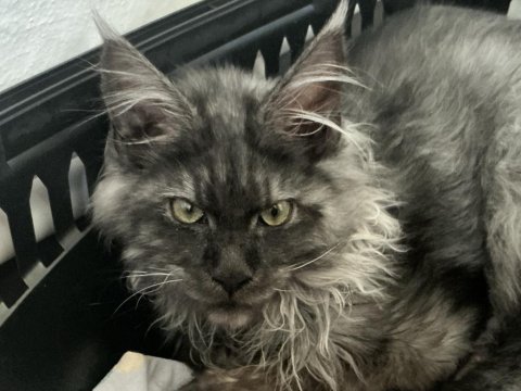 Çok acil 3 aylık uygun black smoke erkek maine coon