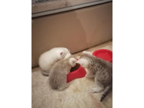 British shorthair 3 erkek yavru
