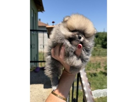 Orange dişi pomeranian boo