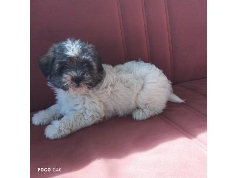 Terrier yavru