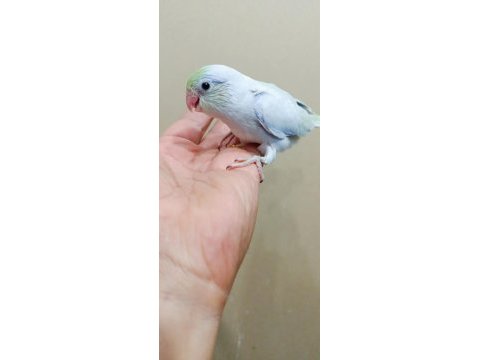 Gökkuşağı turkuaz erkek cep papağanı