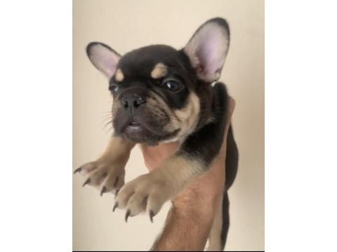 Fransız buldog
