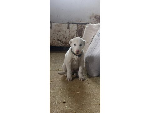 Orjinal erkek akbaş yavru