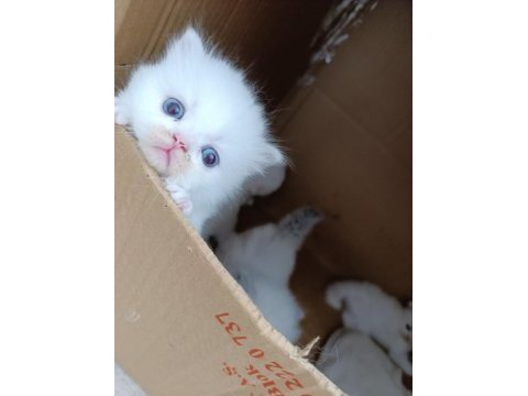 British shorthair pamuklarım