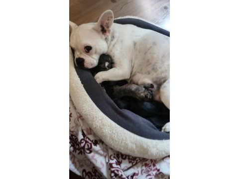 Yavru french bulldog