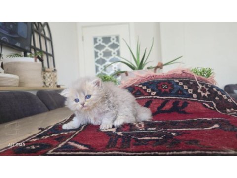 Safkan british longhair erkek