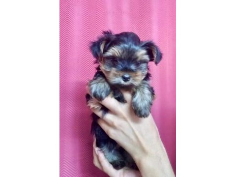 Terrier yorkshire yavrular