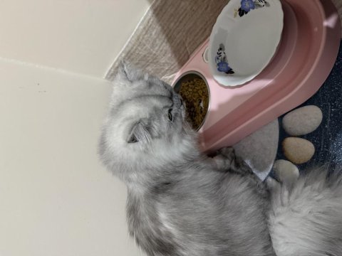 7 aylık british longhair dişi