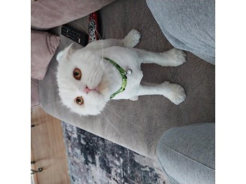 Scottish fold oyun oynamayı çok seviyor