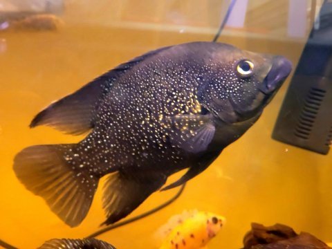 Pollenı paratilapia chıcled balığı