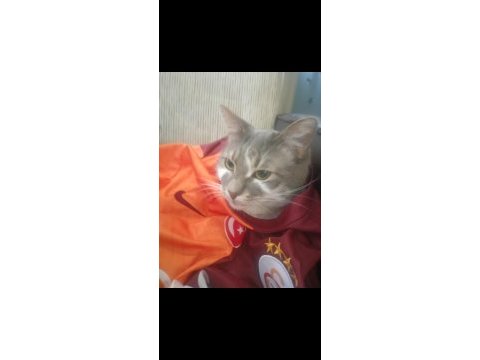 Kısır tekirimi sahiplendiriyorum