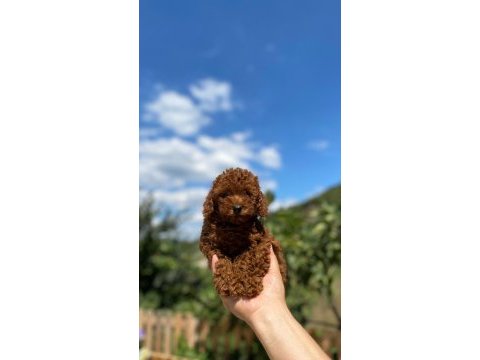2 aylık orijinal poodle yavrularımız