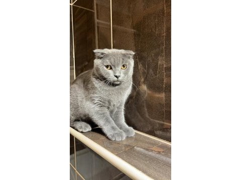 Scottish fold 4 aylık yavrumuz