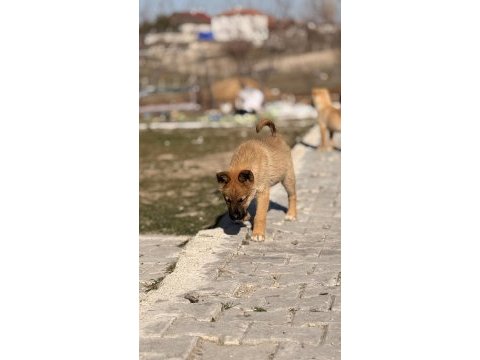 Çok uyguna yavru köpekler