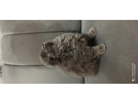 Sevimli kızımız scottish fold