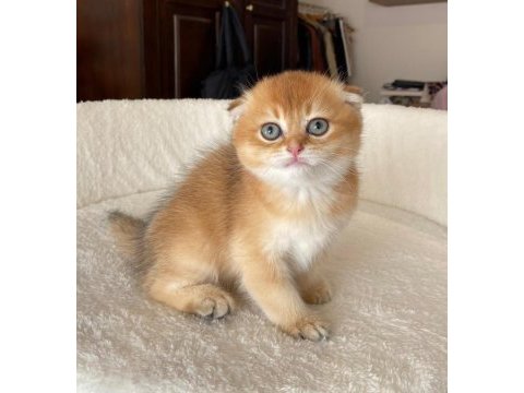 Scottish fold asil prens ve prenses