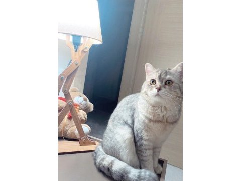 Anne kız ücretsiz kedimiz