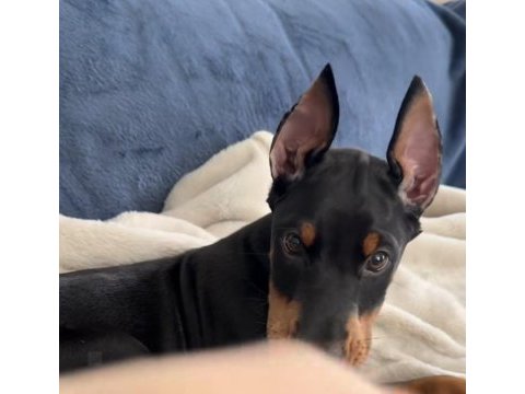 A++ kalite anne baba şecereli doberman yavrular