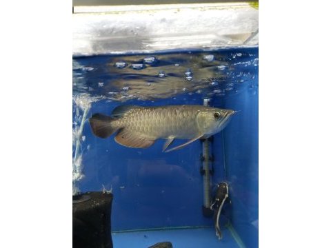 Golden redtail arowana 35-40 cm