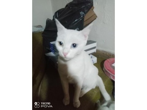Ücretsiz yavru ve anne ankara kedisi dişi