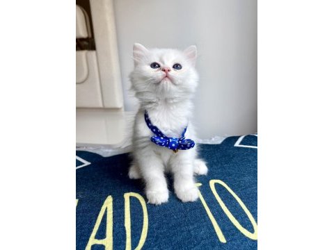 Kaliteli silver white british longhair bebekler