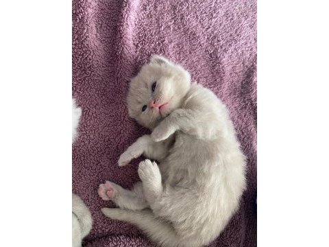 30 günlük scottish fold yavrular sütten kesilince