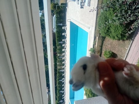 Safkan cüce tavşanlar
