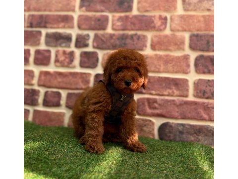 Tüy dökmez koku yapmaz toy poodle