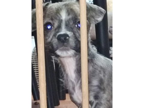 Yeni french bulldog yavrularımız sahiplerini bekliyorlar