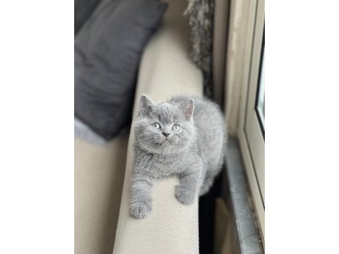 Evinizin neşesi olacak brtish shorthair yavrum