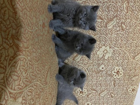 Bebek kediler yeni yuvalarını arıyor