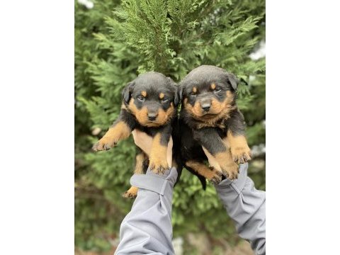 40 günlük koca kafa rottweiler yavrular