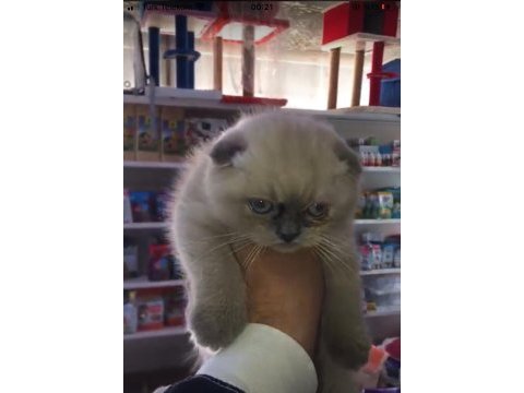 Bize danışmadan yavru kedi sahiplenmeyiniz